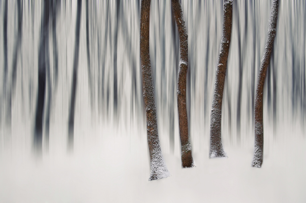 A forest story von Codruta Georgescu