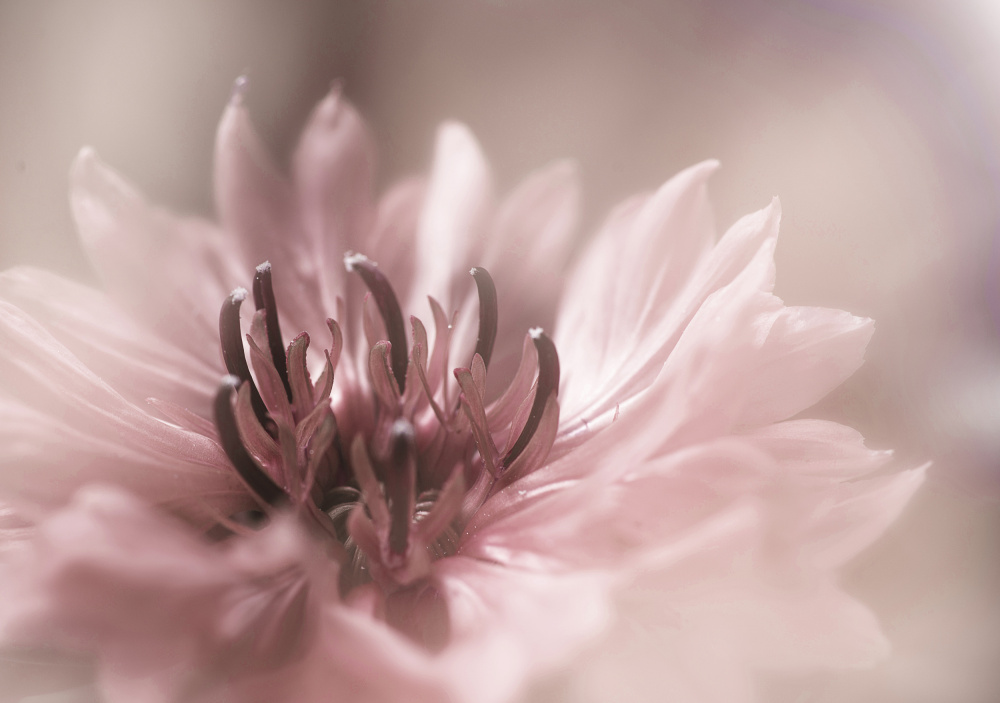 Delicate von Codruta Georgescu