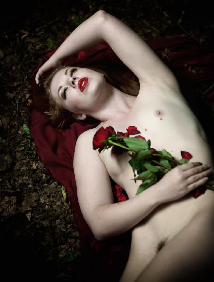 Red rose in the Woods