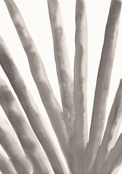 Aloe Vera von Graphic Collection