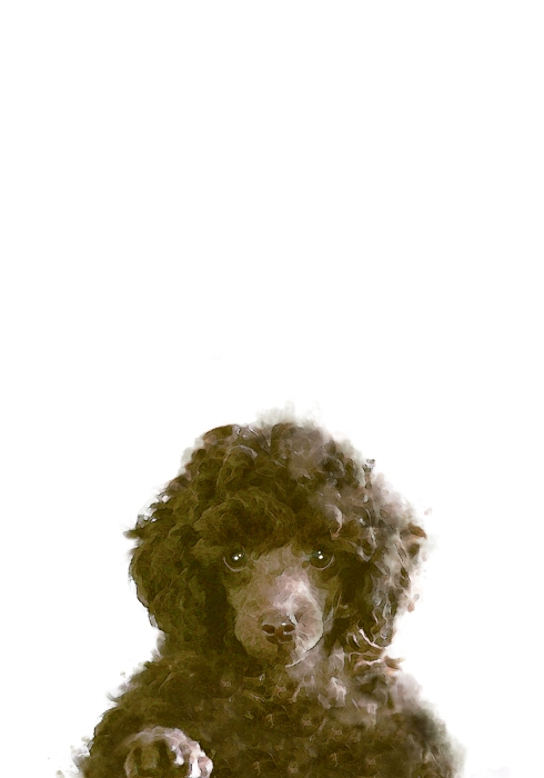 The Dog von Graphic Collection