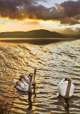 Schwanensee von Conny Heusgen