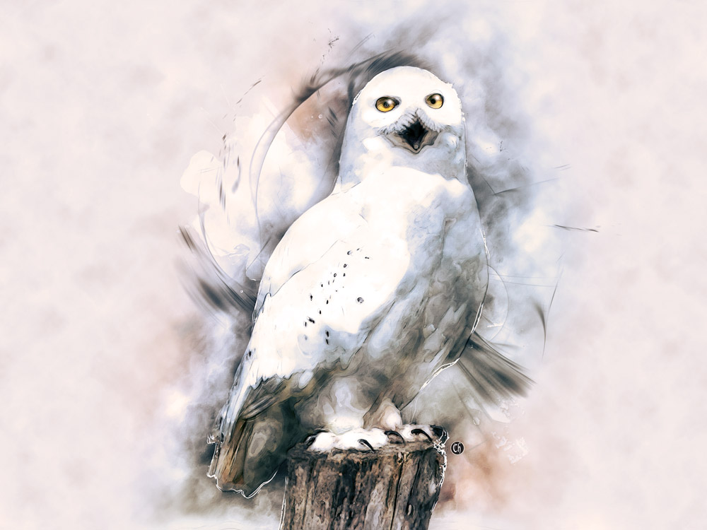 Chouette von Chrystelle Coupat