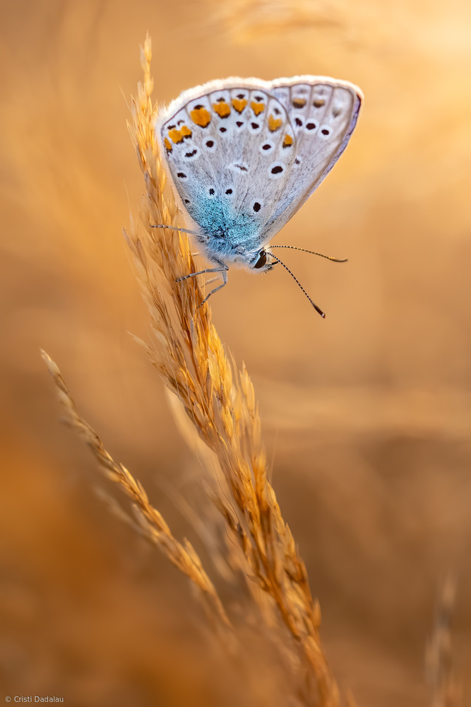 Common Blue Butterfly von Cristi Dadalau