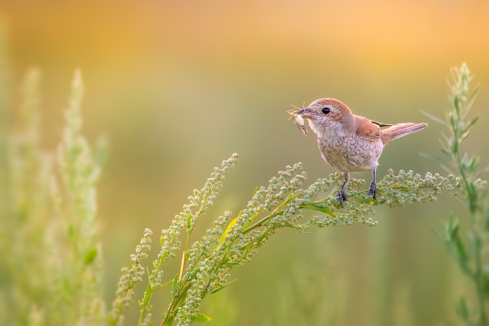 Dinner time von Cristi Dadalau