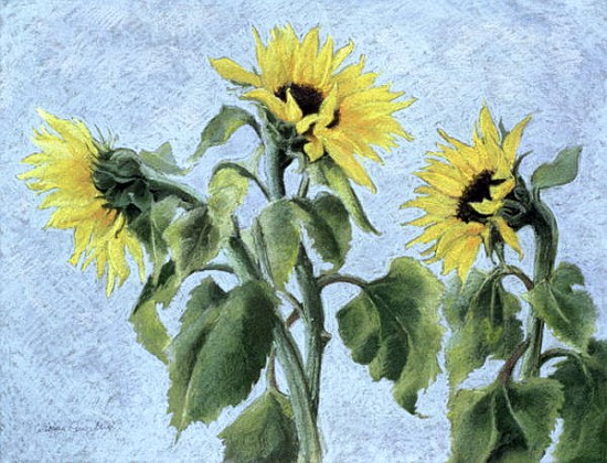 Sunflowers, 1996 (pastel)  von Cristiana  Angelini