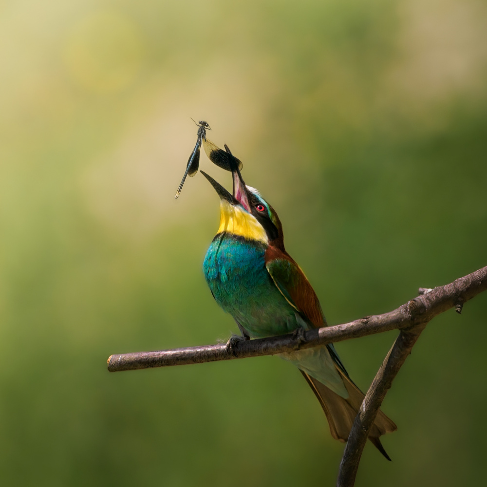 The cruel game von Cristiano Giani