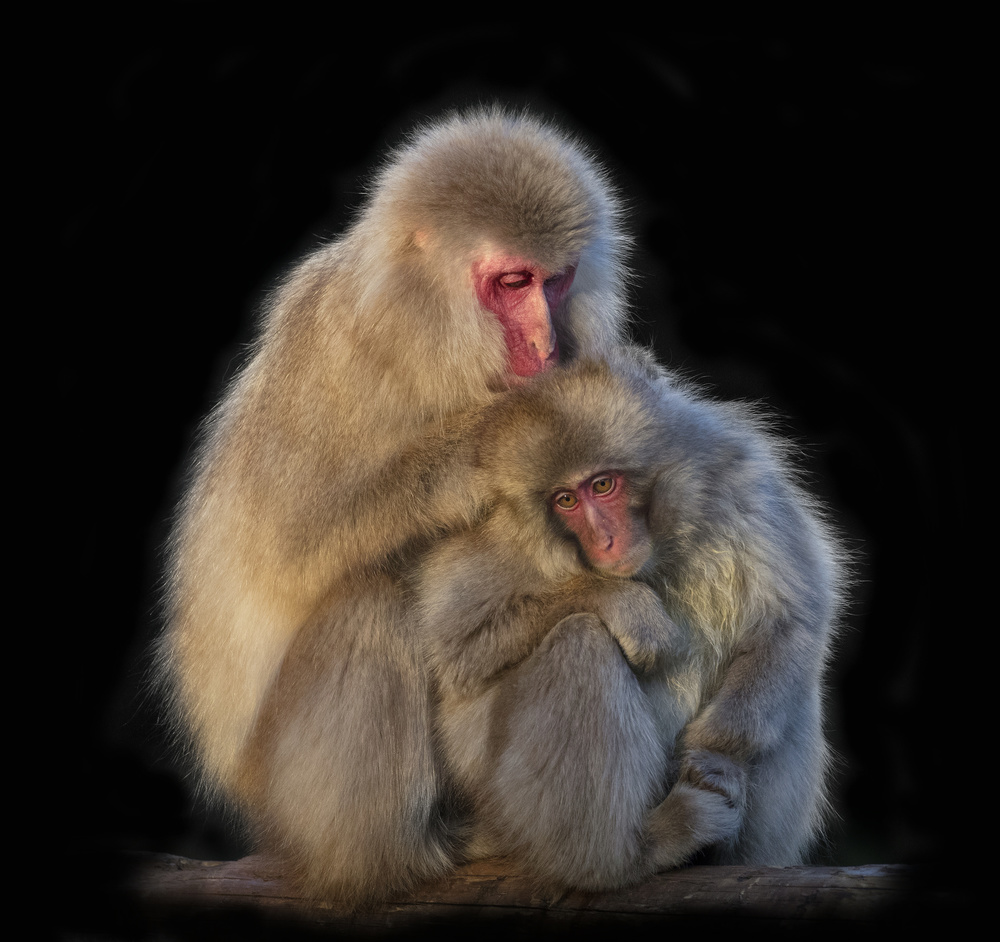 Habit von C.S. Tjandra