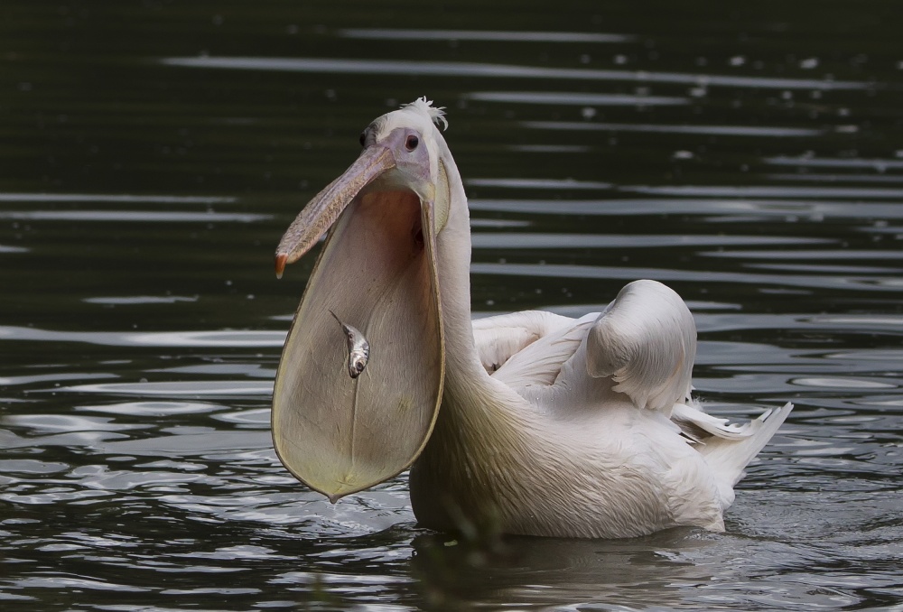 Big mouth von C.S. Tjandra