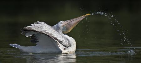 Just got something BIG