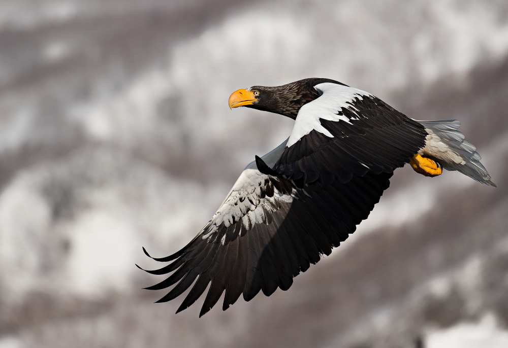 Stellar's sea eagle von C.S. Tjandra