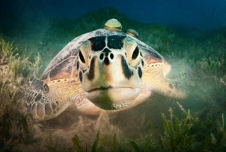 Green Turtle (Chelonia mydas)