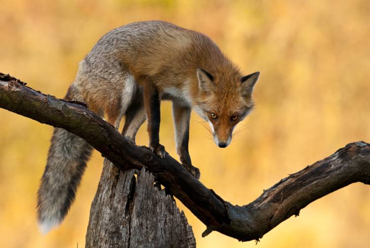 With Blazing Eyes von Csaba Tokolyi