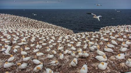 Gannet colony on Bonaventure Island
