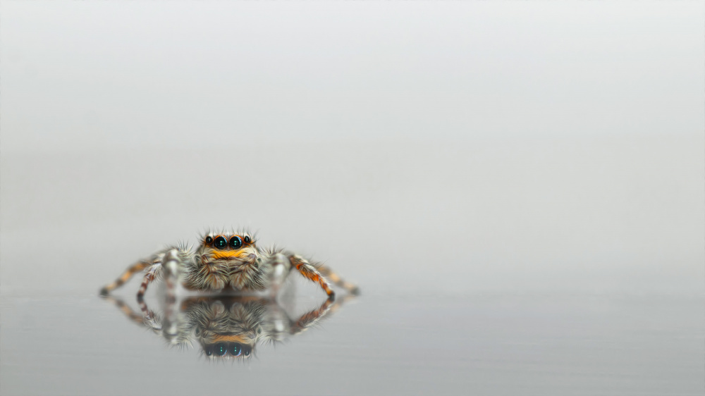 Reflection von Daan de Vos