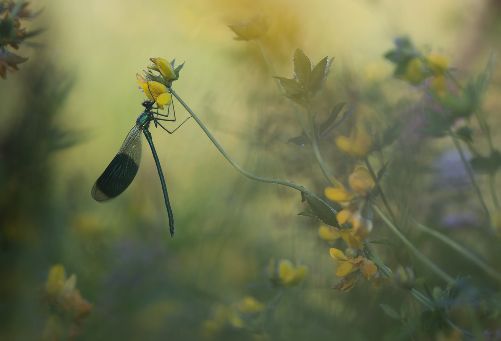 Pure enjoyment von Daan de Vos