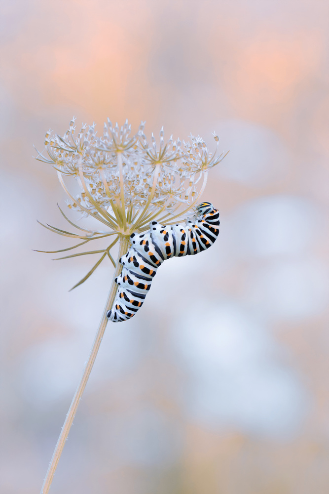 Beauty von Daan de Vos