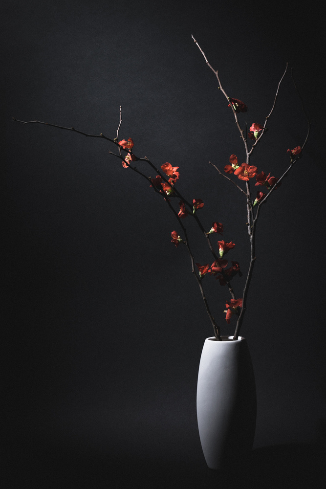 a Japanese quince von Daisuke Kiyota