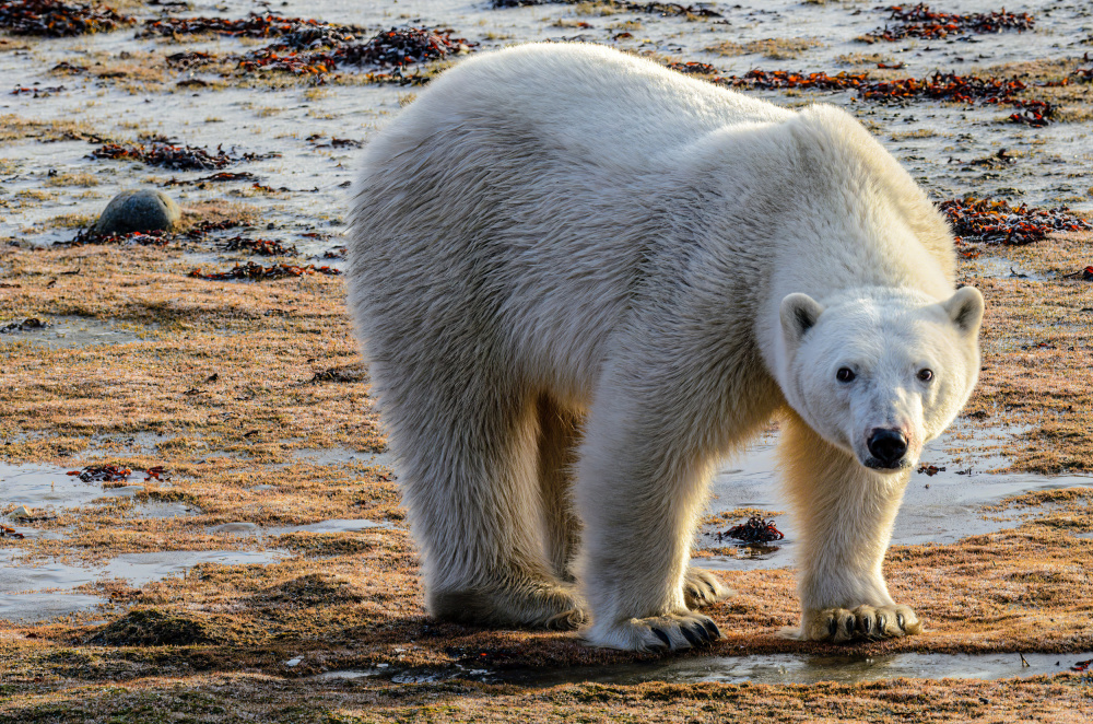Bearing Down von Dale Keiger