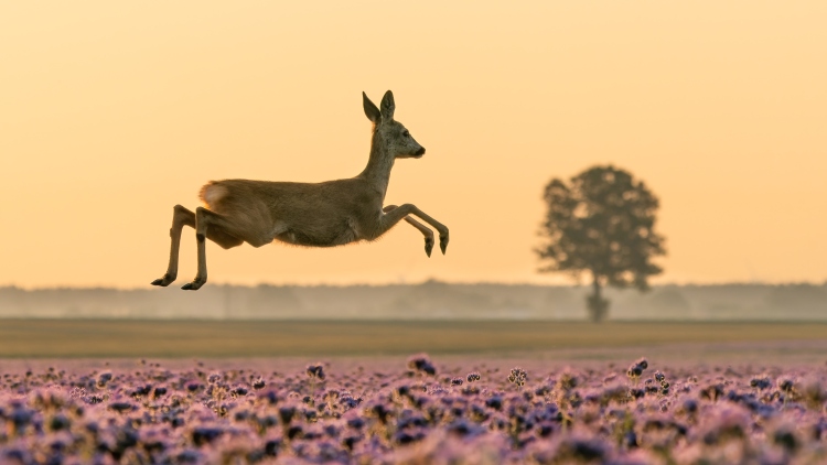 Flying von Damian S.