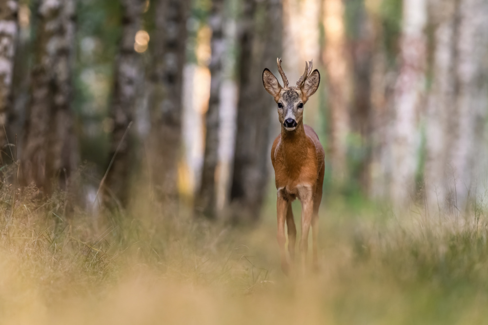 untitledl von Damian Stopczynski
