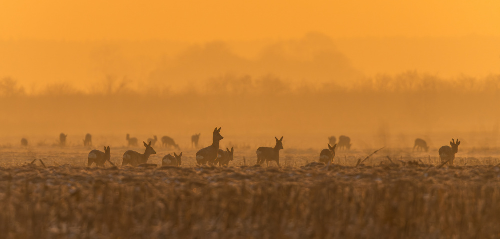 untitledl von Damian Stopczynski