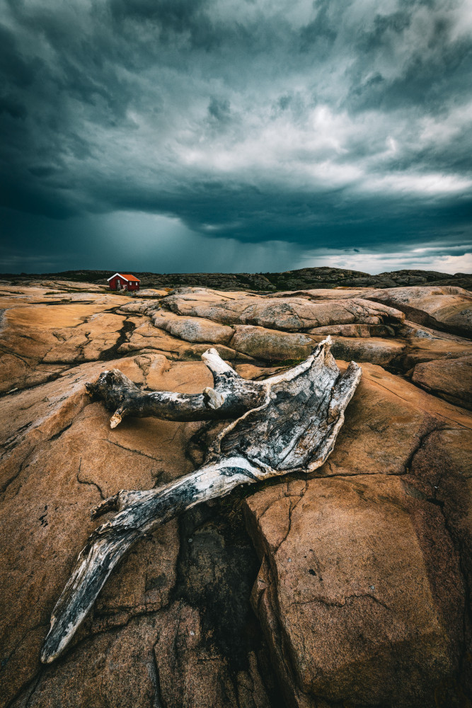 Drift wood von Dan Larsson