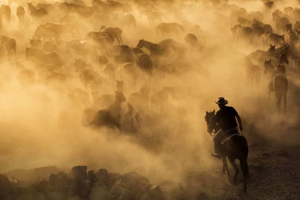 Cappadocia wild horses von Dan Mirica