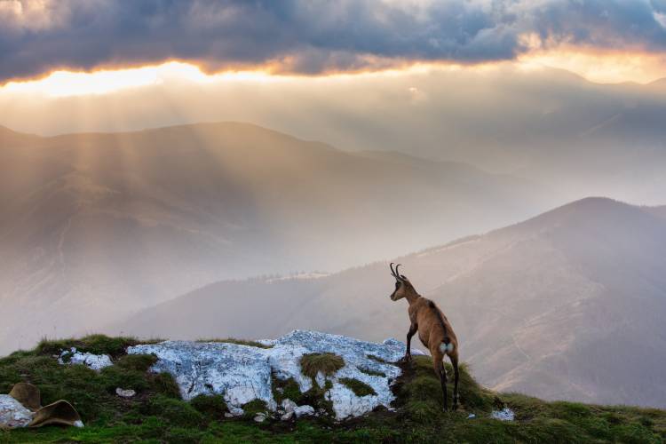 Chamois in Piatra Craiului Romania von Dan Mirica