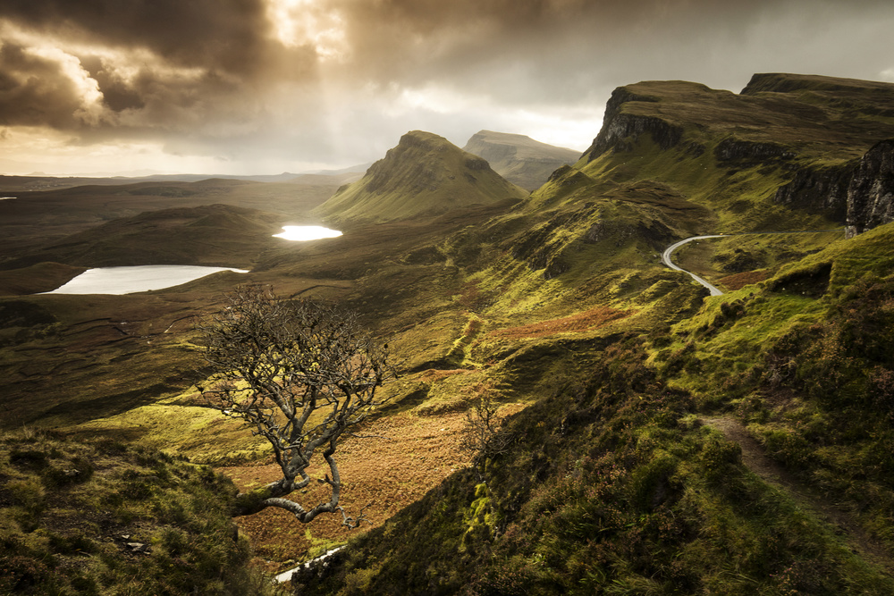 The Tree von Dan Mirica