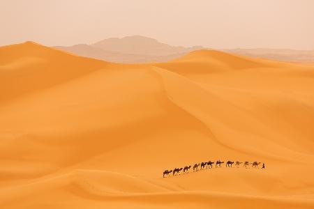 Camels caravan in Sahara