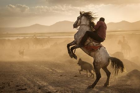 Dealing with wild horses of Cappadocia