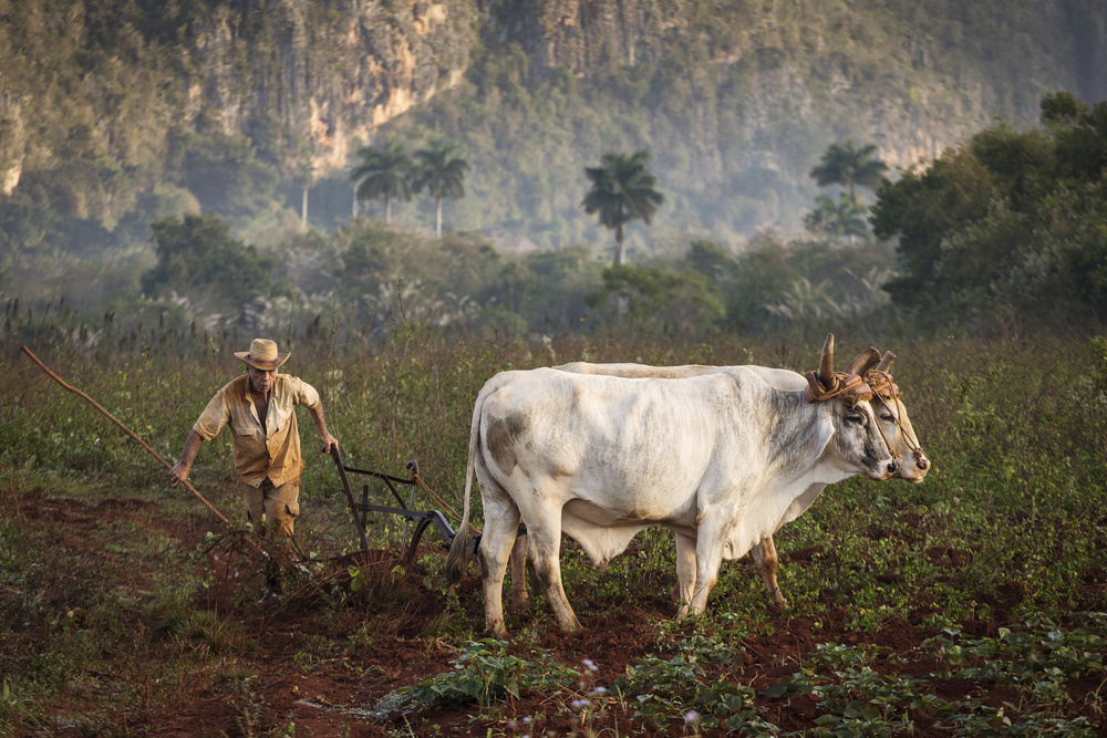 Vinales, Cuba von Dan Mirica