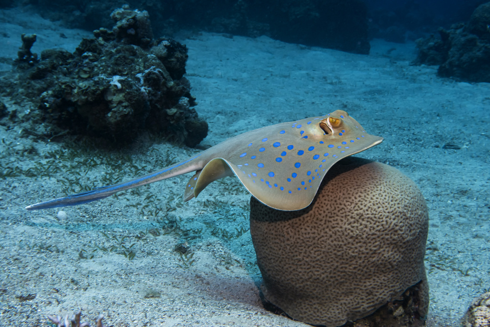 Bluespotted Ribbontail Ray von Dani Barchana