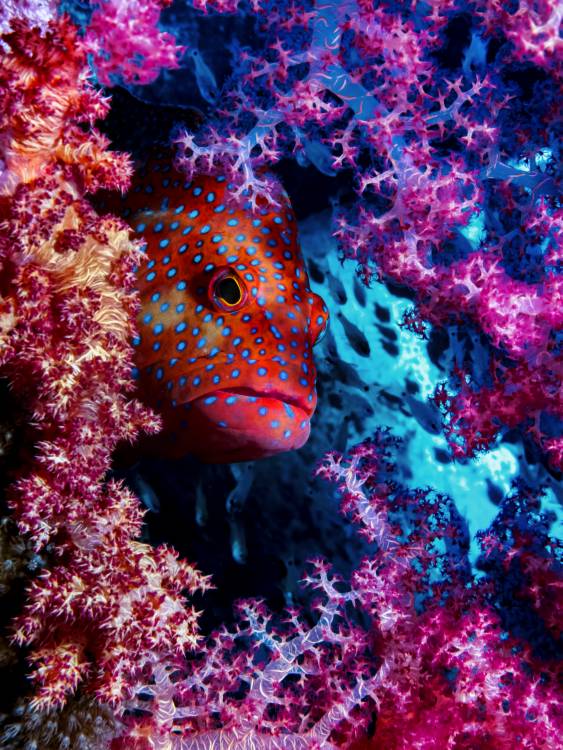 Coral Hind von Dani Barchana