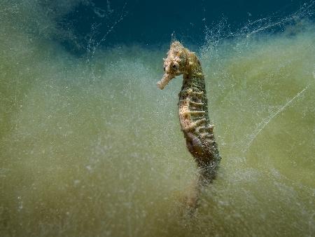Seahorse in a sea of seaweed