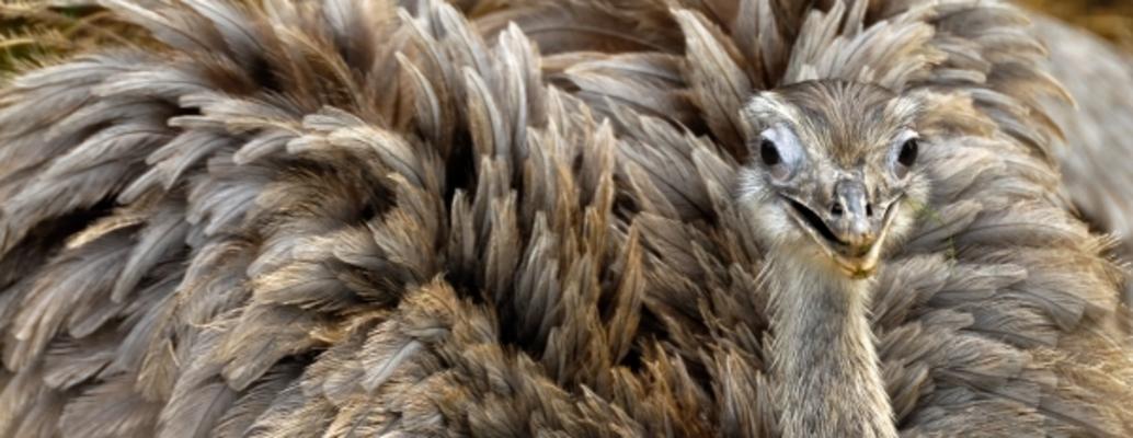 Aufgebrachter Vogel von Daniel Bolloff