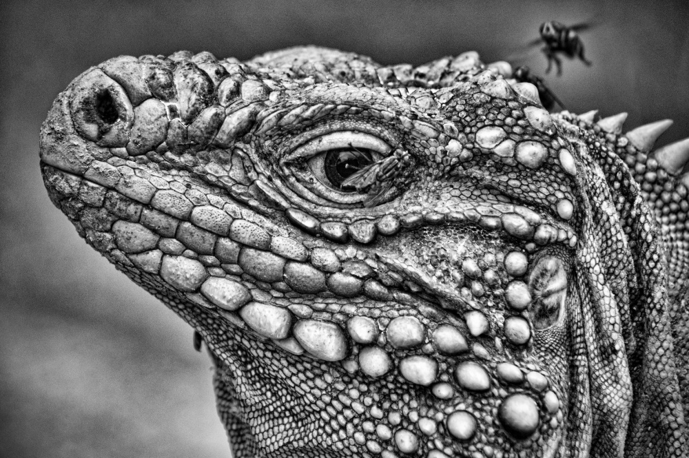 Lord of the Flies von Daniel De Cort