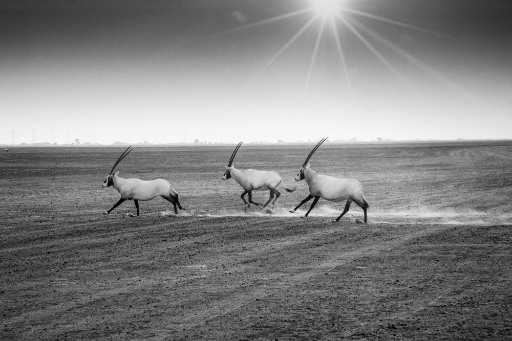Late in the afternoon von Daniel De Cort