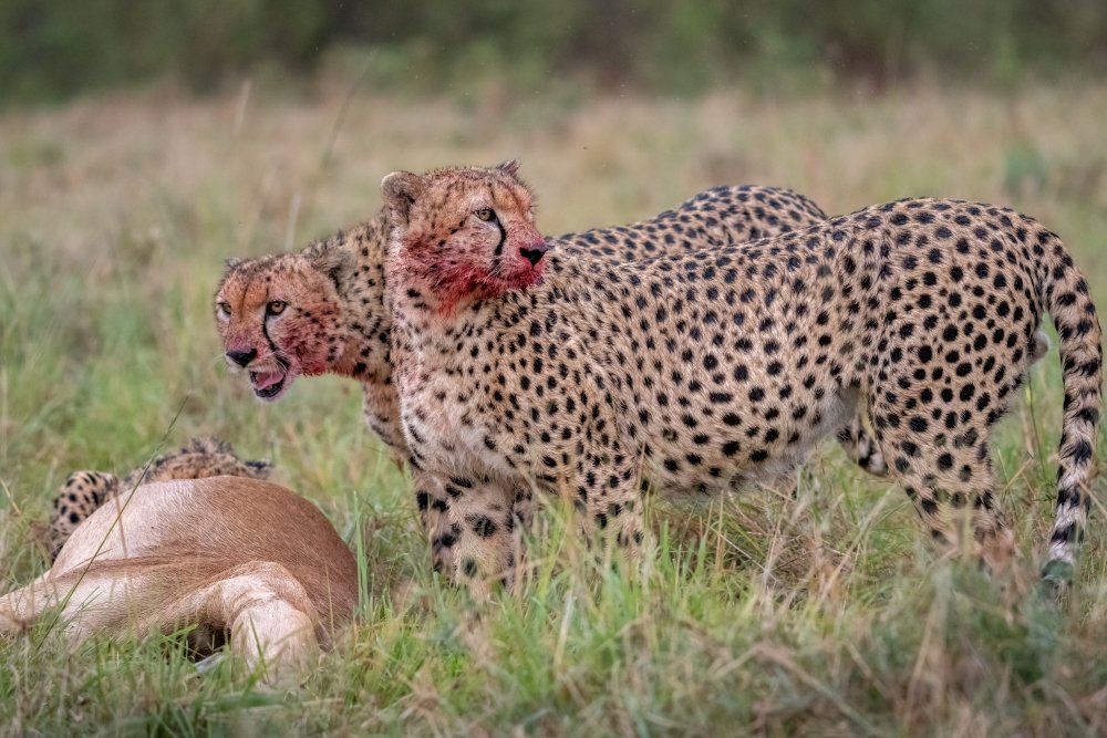 The Cheetahs Feast von Daniel Katz