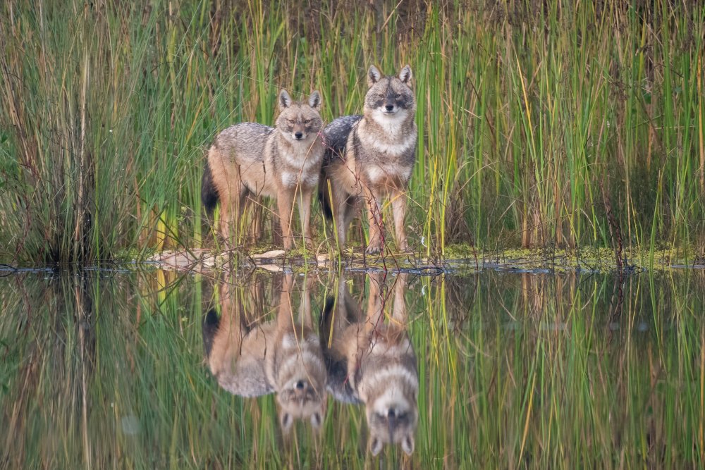 Golden Jackals von Daniel Katz