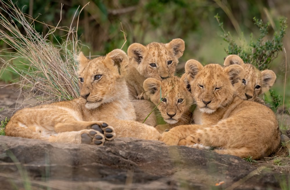 Cute Lion Cubs von Daniel Katz