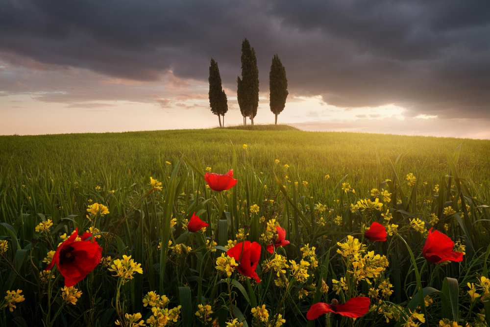 Blooming Tuscany von Daniel Rericha