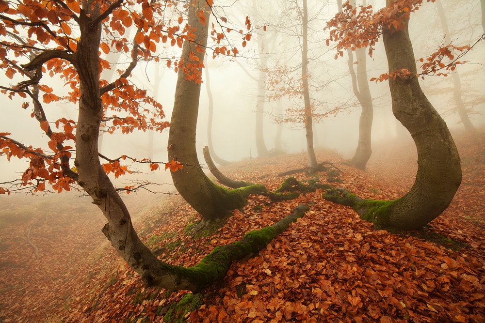 Autumn octopus in the Ore Mountains von Daniel Rericha