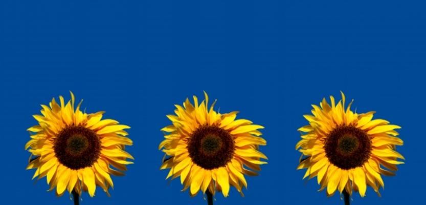 Sonnenblumen von Daniel Schoenen