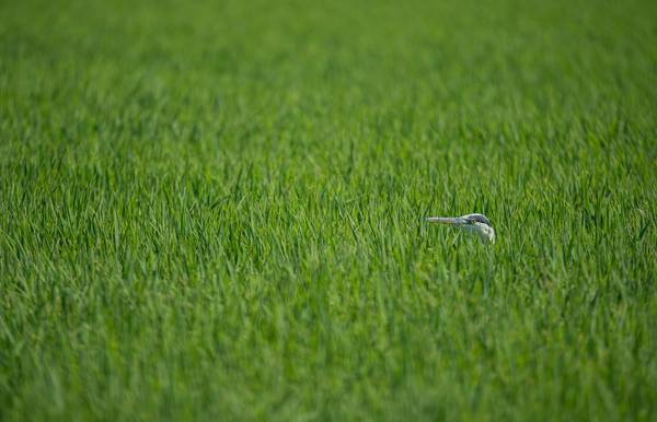 Airone cenerino von Daniele Bariviera