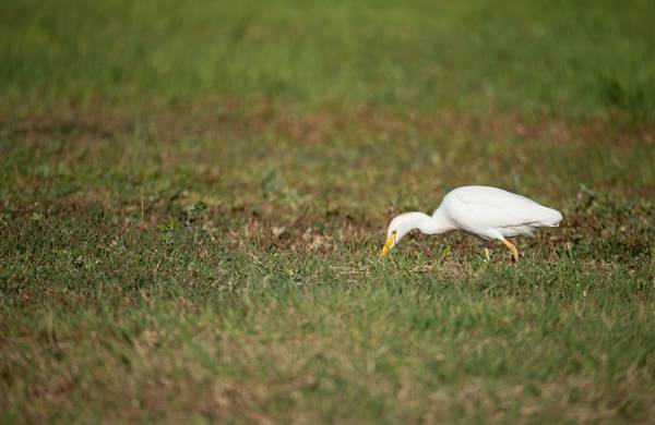 Airone guardabuoi Maschio von Daniele Bariviera