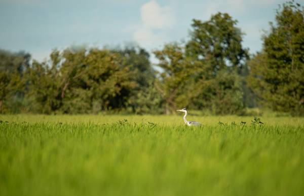 Airone maggiore von Daniele Bariviera