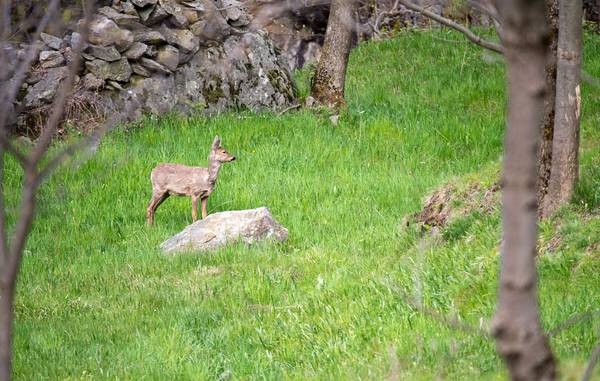 Capriolo von Daniele Bariviera