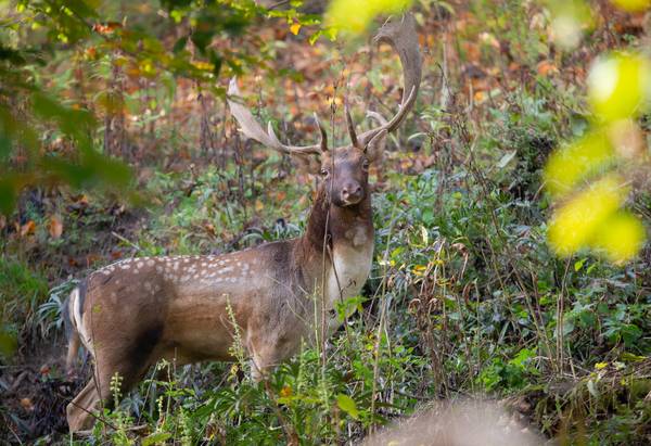 Daino Maschio von Daniele Bariviera